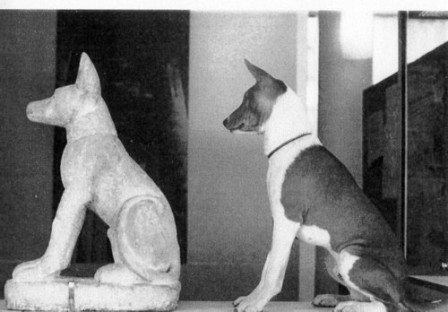 Egyptian basenji sales