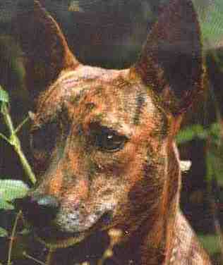 basenji brindle kopf